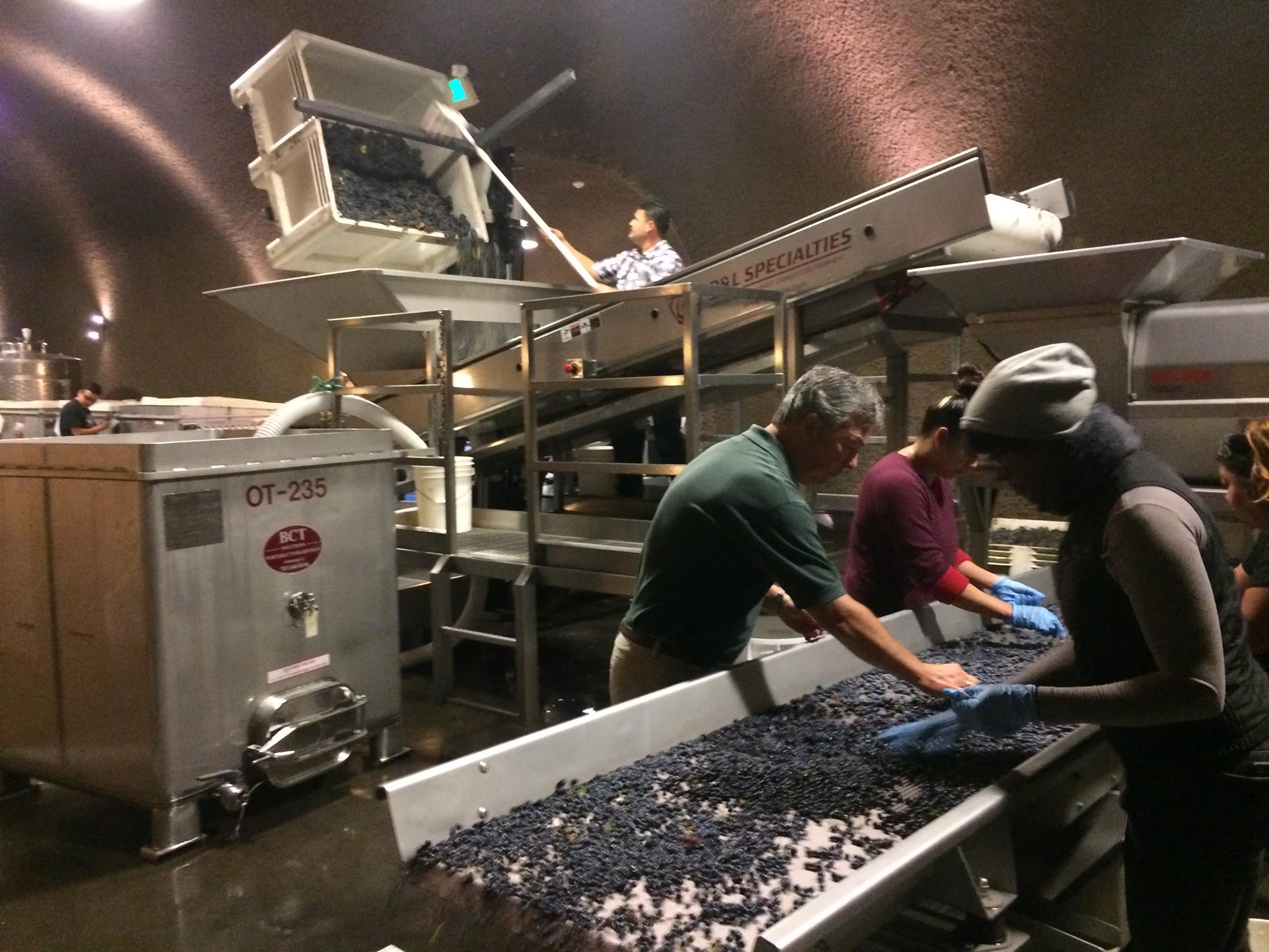 The sorting line at the Buoncristiani cave — grapes inspected by hand before fermentation
