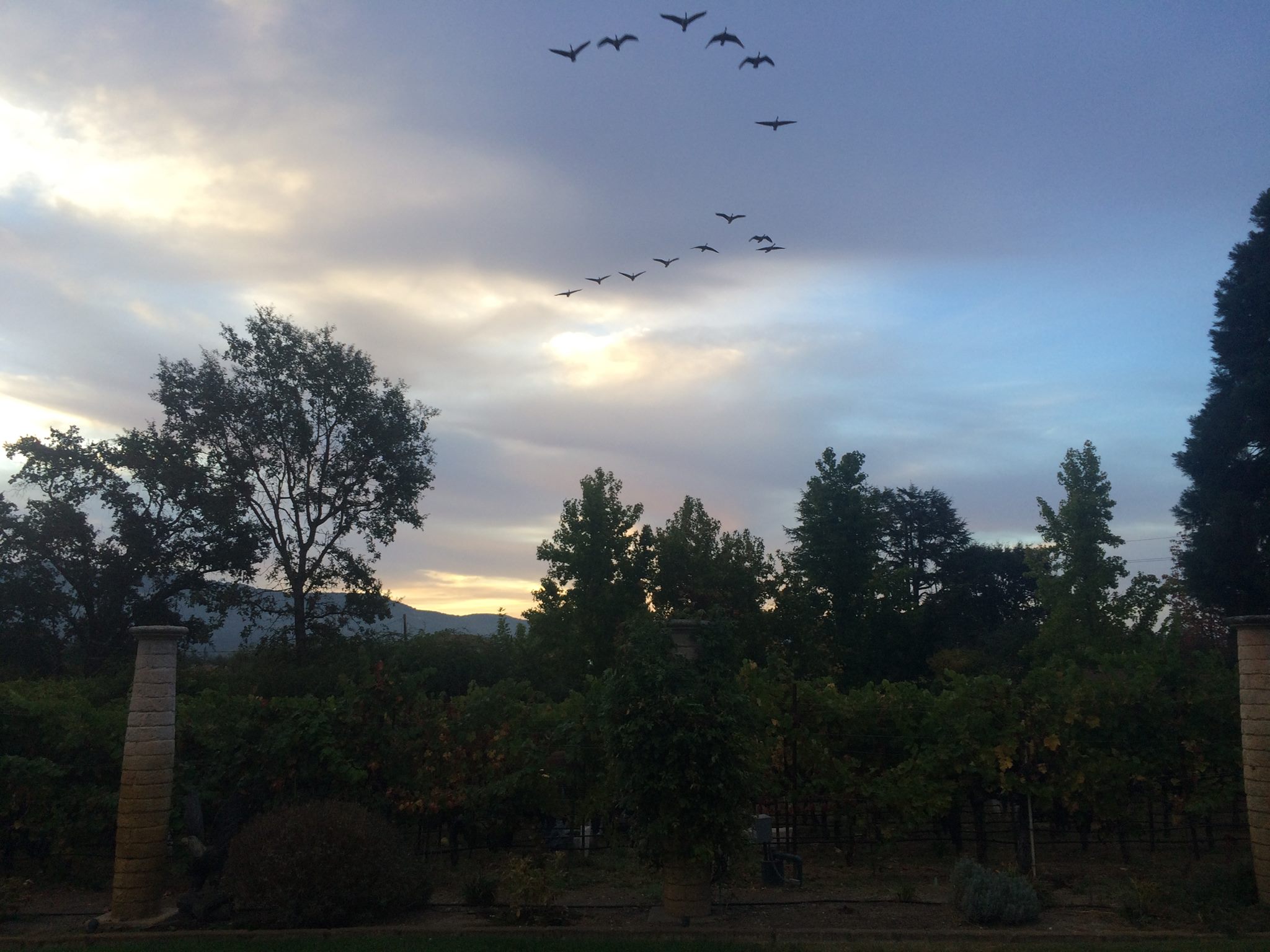 Birds in V-formation over the Antoniadis vineyard at dusk, stone pillars framing the estate