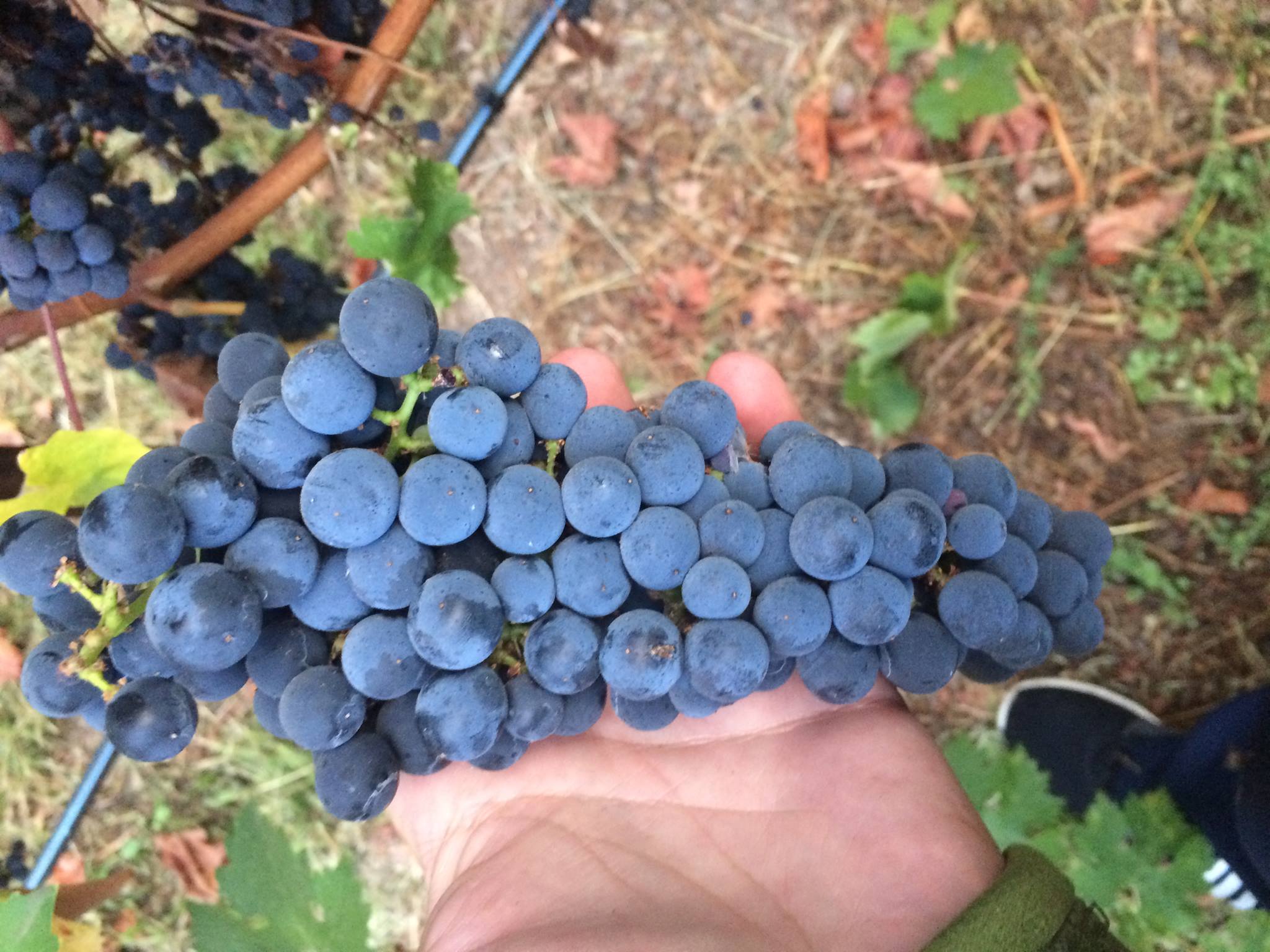 Hand holding a cluster of Cabernet Sauvignon grapes from the Antoniadis vineyard