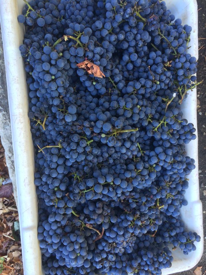 Bin of hand-picked Cabernet Sauvignon clusters from the Antoniadis estate harvest