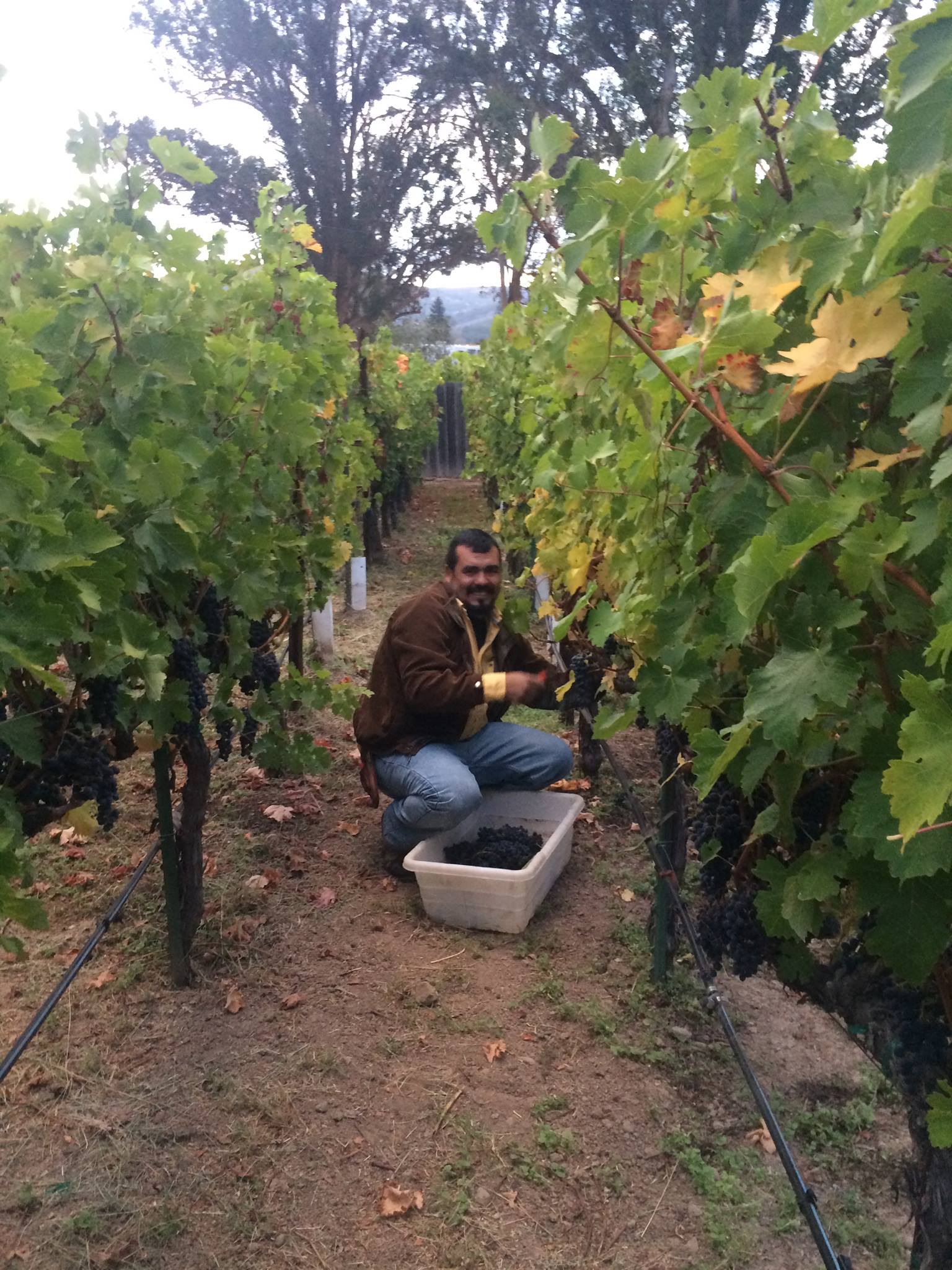 Harvest worker with bin of hand-picked Cabernet in the Antoniadis estate vineyard