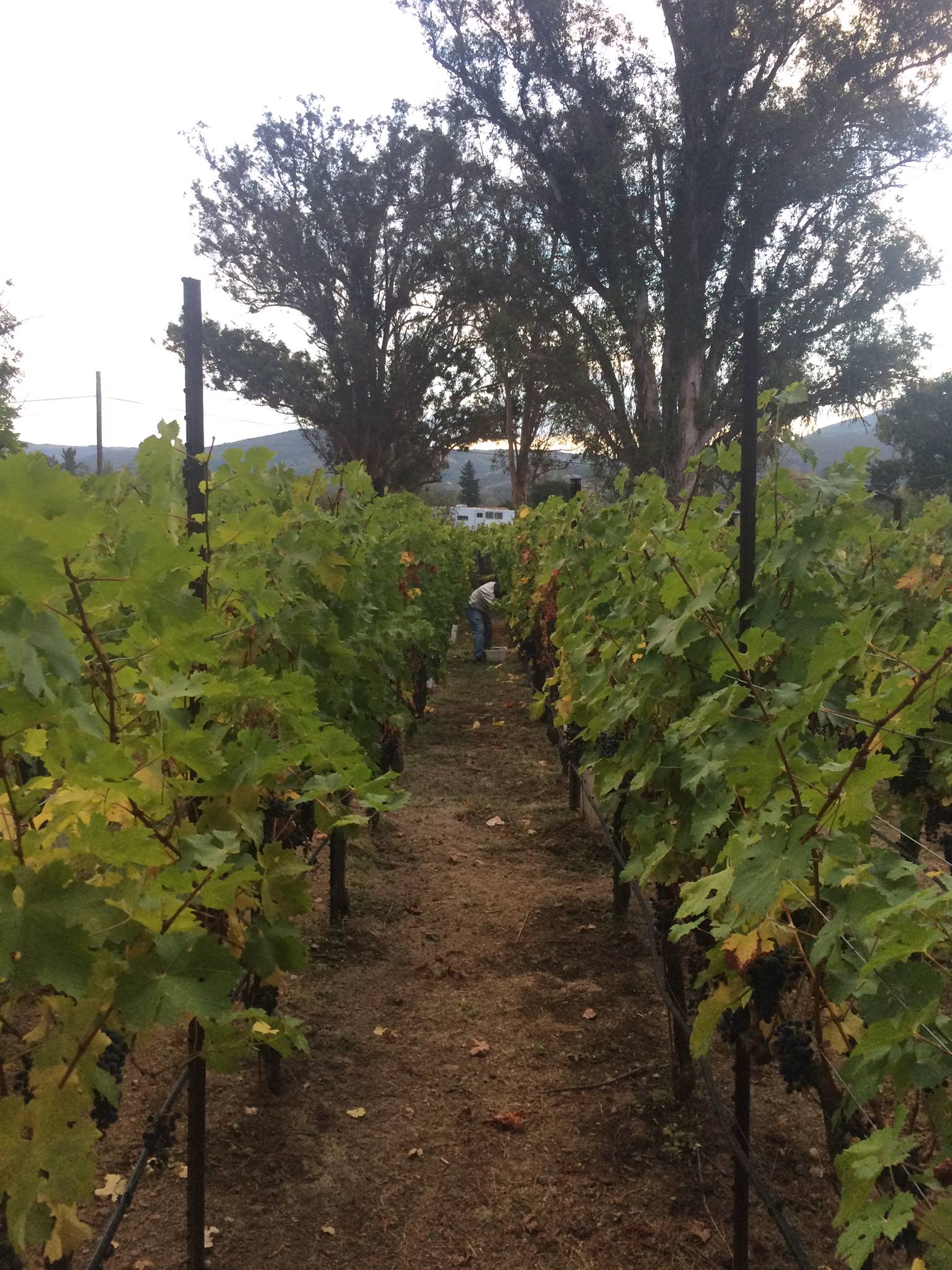 Morning harvest in the Antoniadis estate vineyard, Coombsville AVA